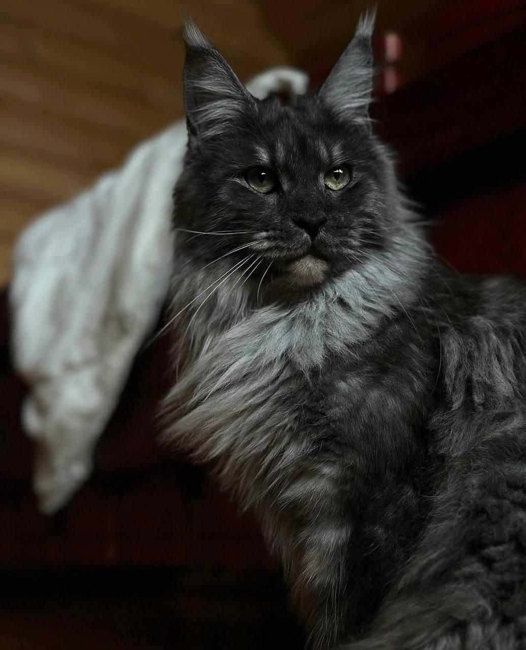 Aurora Proud Lynx — Meinkūns — WikiWam audzētava Daugavpilī